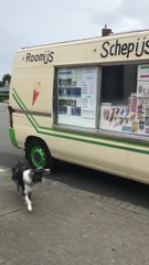 Dog Excitedly Waits for Ice Cream Truck and Gets Free Cone