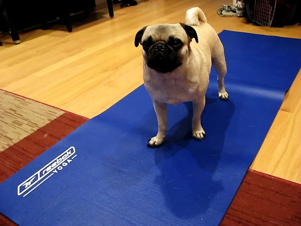 Pug doing YOGA!!