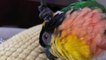 Parrot Uses his own Feather to Scratch Back of his Head