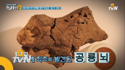 전 세계가 발칵!!! 우연히 주운 돌이 공룡의 뇌?