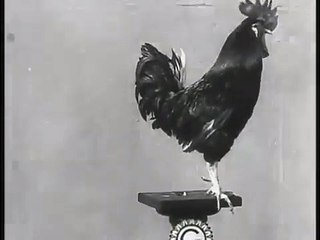 Le Coq dressé de Cook et Rilly (El gallo entrenado de Cook y Rilly) [1905]