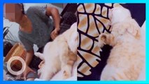 Video lucu kucing oren rusak PR majikannya - TomoNews
