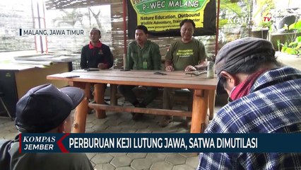 Perburuan Keji Lutung Jawa, Satwa Dilindungi Diduga Dimutilasi