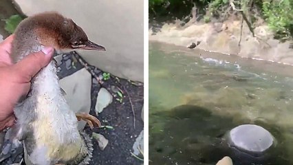 Le canard le plus rapide du monde