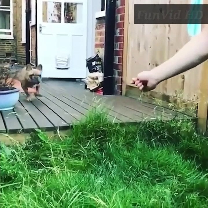 To Not Laugh Funniest Animals  Cute animals Dogs and cats