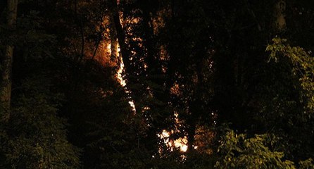 Emirgan korusu’nda yangın