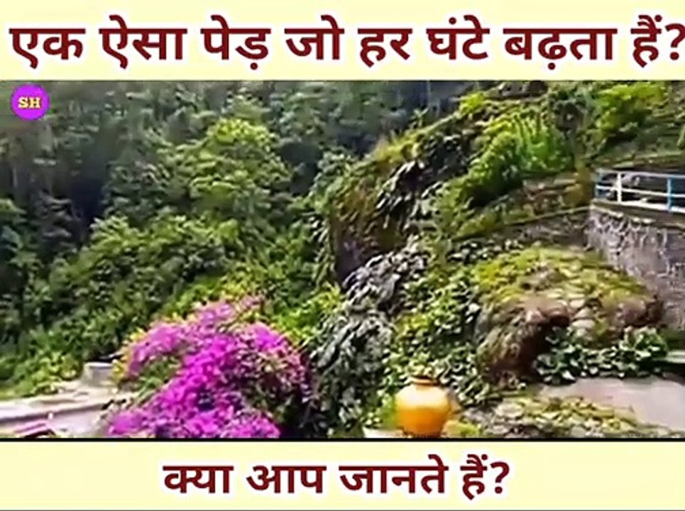 एक ऐसा पेड़ जो हर घंटे बढ़ता हैं। Amazing facts। Facts। Facts in hindi। Science Facts। Gk। Invention 2020। Science News 2020। Current affairs today। Knowledge। Technology News