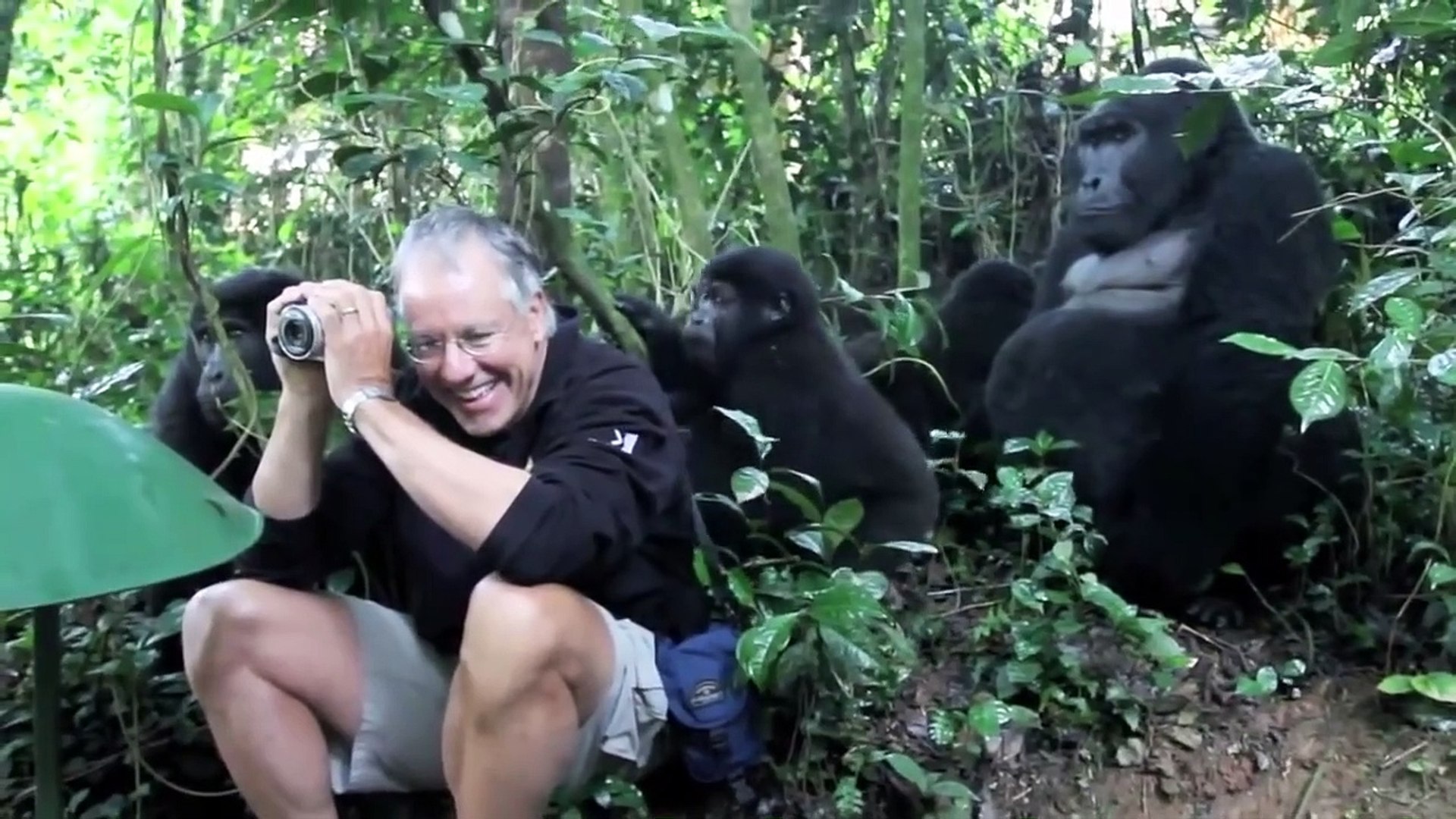 ⁣BEWARE OF GORILLA ( HUMAN MEET GORILLA IN FOREST)