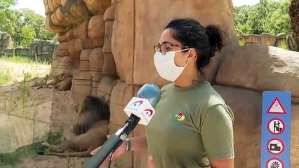 Los leones del Zoo de Barcelona estrenan un hábitat que simula la sabana africana