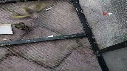 Yavru Saka kuşları bakıma alındı