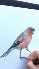 How To Draw And Watercolor A Bird (Chaffinch) Like Pro  Step By Step, Zoom [ ]
