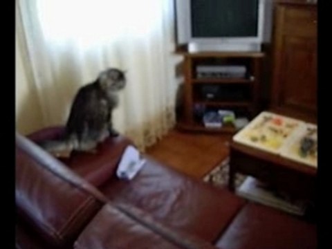 COURS APRES MOI QUE JE T'ATTRAPE ESSAI BLOG