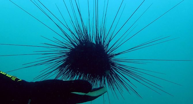 Zehirli deniz kestaneleri, Doğu Akdeniz turizmini tehdit ediyor