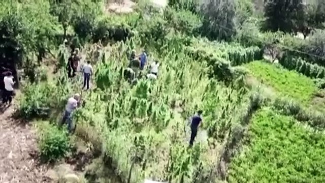 Bitlis'te 48 kilogram kubar esrar ile 3 bin 345 kök kenevir ele geçirildi