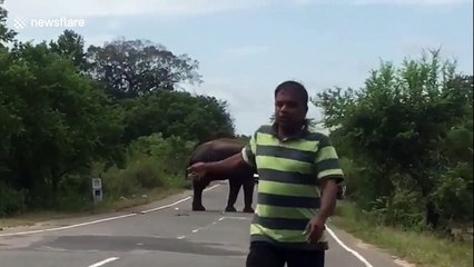 Motorists flee as wild elephant searches vehicle for food in Sri Lanka