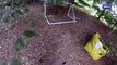 Deer trapped in football netting in garden near Horsham