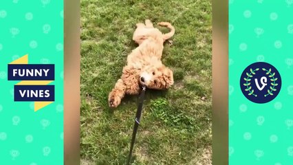 [30 MIN] ULTIMATE Funny Animals Compilation 2018 - Best Animal Videos _ Funny Vine