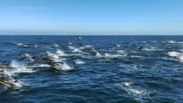 Hundreds of Dolphins Stampede Near Dana Point, California - Capt. Dave's Whale Watching