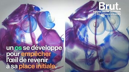 Découvrez la fascinante métamorphose du poisson plat 🐟