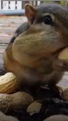 . #funny #chipmunk #animals #animal #viral #fyp #foryou #foryoupage