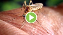Mosquitos Culex: los causantes del virus del Nilo en Andalucía