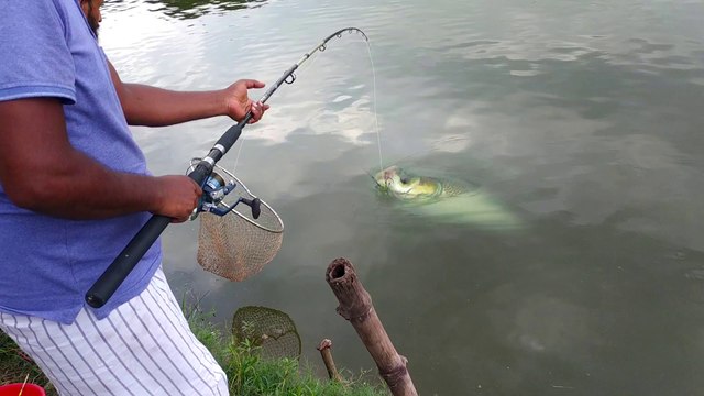 Catla Fishing Videos | Hunting and fishing | Catla Fish Catching by Fishing Rod