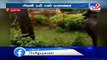 Lion resting near Junagadh temple runs away after seeing buffalo, video goes viral