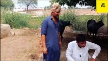 #bapri  Bapri vs kharidaar in Bakra Eid Fuuny Video -Hn Fun-