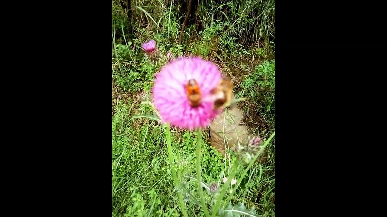 honey bees collecting nectar