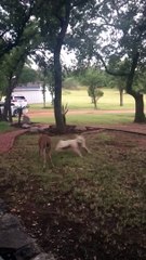 Doggy and Deer Playing Together