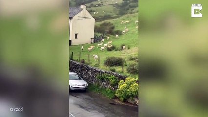 مشهد مخيف: أغنام تقف في مكانها بدون حركة لأكثر من ساعة