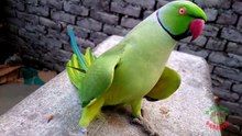 Funny Dancing Parrot Part 1