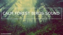 Nature Forest Birdsong - Relaxing Nature Sounds - Birds Chirping