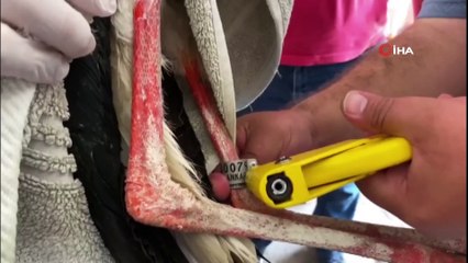 Bakım ve tedavileri yapılan 14 kuş halkalanarak doğaya salındı