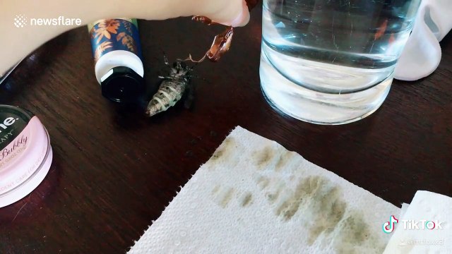 Giant sphinx moth emerges from case and squirts all over owner