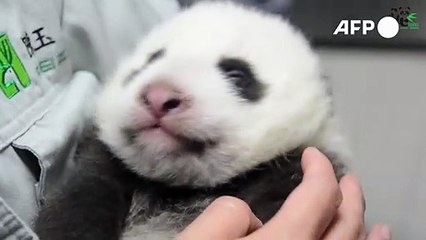 Bebê panda abre os olhos