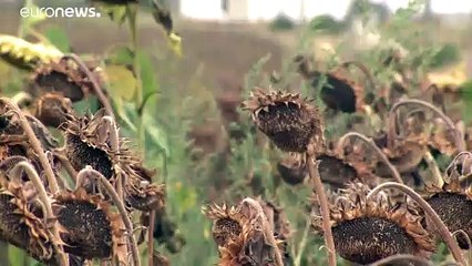Jahrhundert-Dürre treibt rumänische Bauern in Existenznot