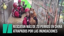 Los bomberos rescatan más de 20 perros atrapados por las inundaciones en China