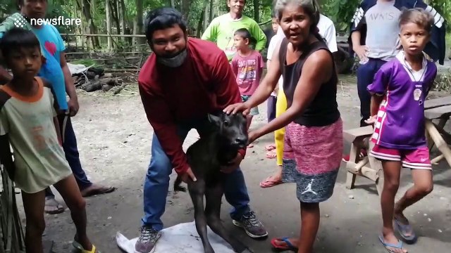 Calf born with two legs in the Philippines