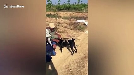 Monkey rides on pet dog's back