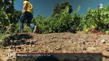 Pyrénées-Orientales : Banyuls, un vignoble à la mer
