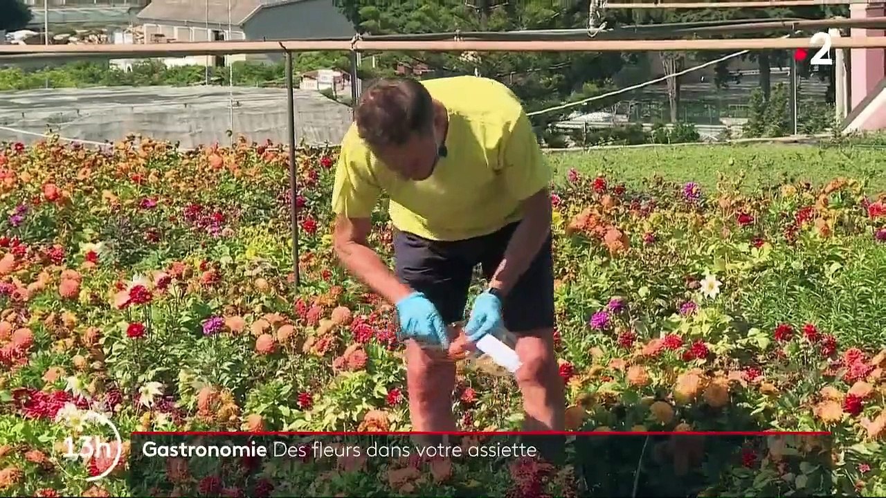 Gastronomie : les fleurs et les insectes ont la cote