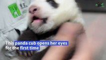 Taipei Zoo's baby panda opens eyes for first time