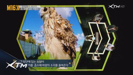 살아있는 스텔스기, 부엉이의 쩌는 능력!