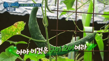 [HOT] a huge cucumber, 백파더 확장판 20200817