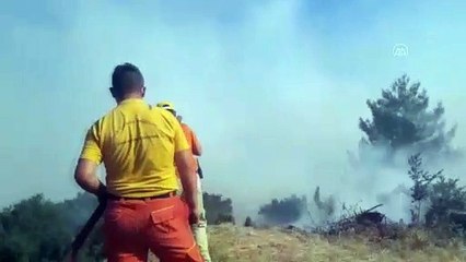 Zirai alanda çıkan yangın Priene Antik Kenti'ndeki ağaçlara sıçradı - AYDIN