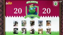 Alpha Dog! Keystone Light Looking for Dogs to Join the First Dog Fraternity!