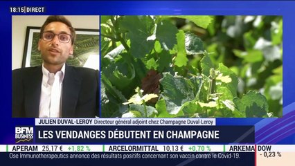Les vendanges débutent en Champagne - 17/08