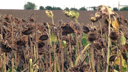 Roménia regista maior seca do século