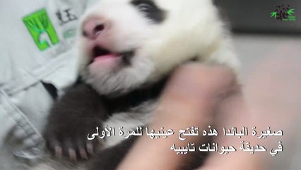 صغيرة الباندا تفتح عينيها للمرة الأولى في حديقة تايبيه